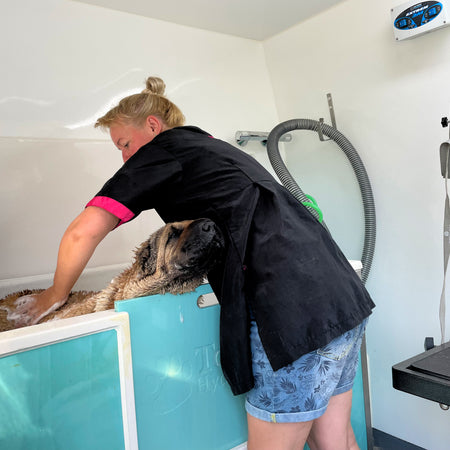 mobile dog grooming van washing large dog in dog bath station