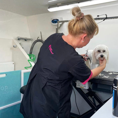 professional dog grooming service trimming small dog inside mobile van